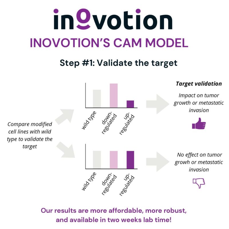 Eté 2024 - #4 sur 6 - Target Validation using Inovotion's CAM model (1)_Page_3