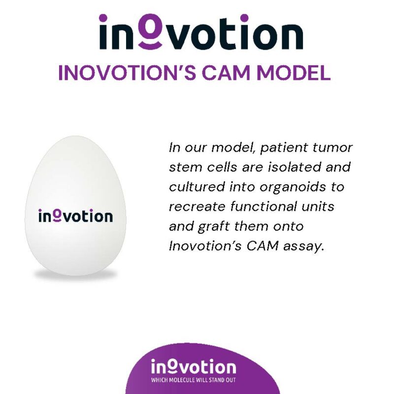 Eté 2024 - #6 sur 6 - Organoids for Personalized Medicine using Inovotion's CAM model_Page_2