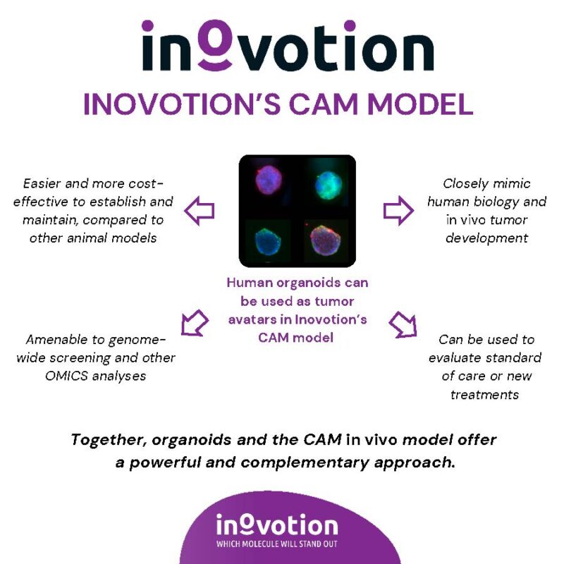 Eté 2024 - #6 sur 6 - Organoids for Personalized Medicine using Inovotion's CAM model_Page_3